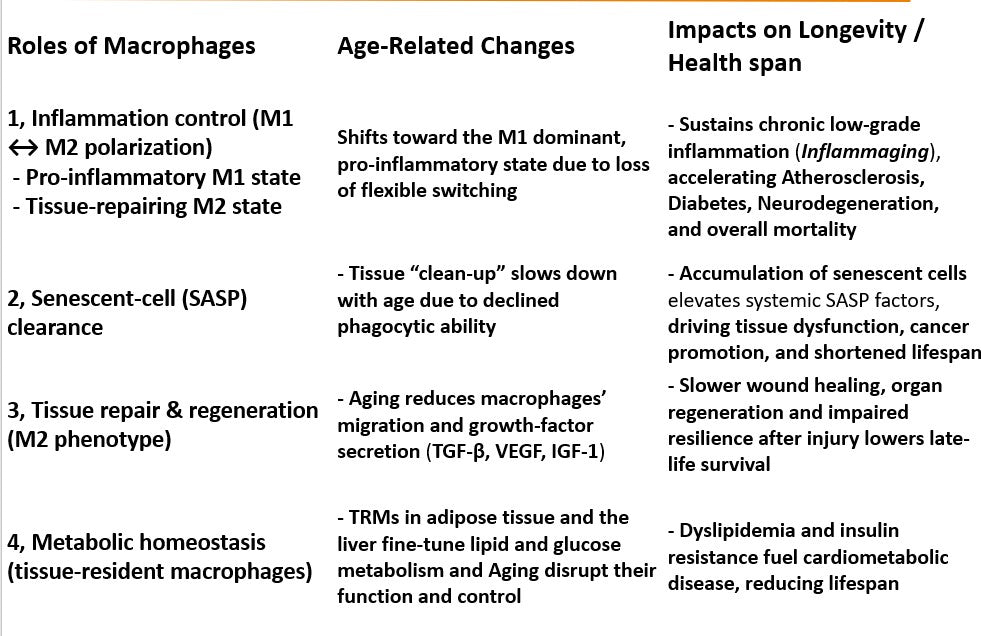 How innate immunity – especially macrophages – links to longevity?