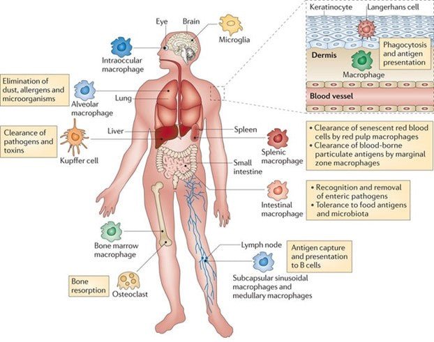 Tissue macrophages: Tissue resident macrophages + monocytes