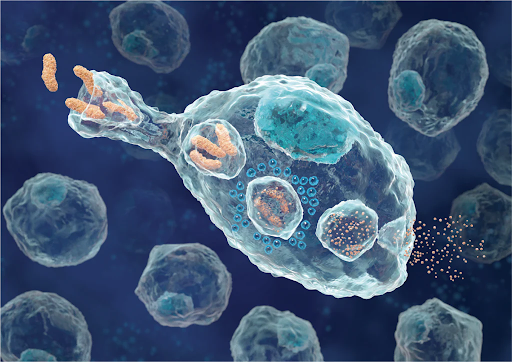 Macrophages are a type of immune cell.
