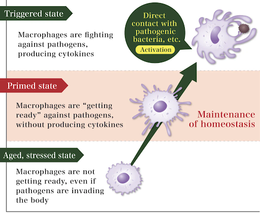 Improving immunity strength