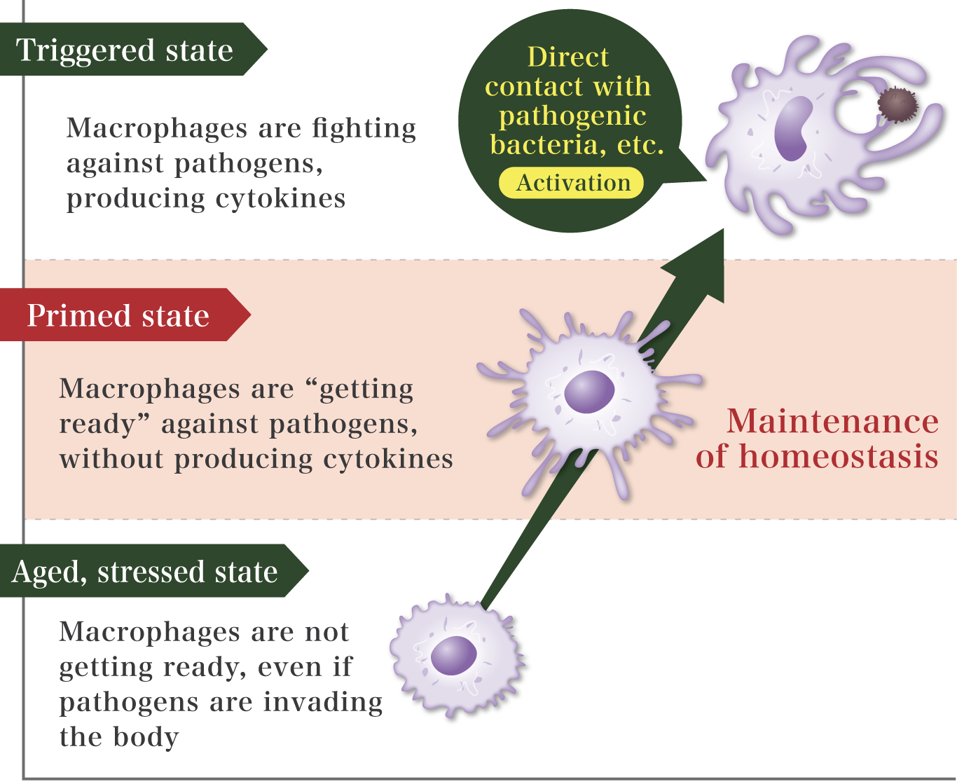 THE IMMUNE SYSTEM - MAF Series Activate Macrophage. - | Saisei Pharma